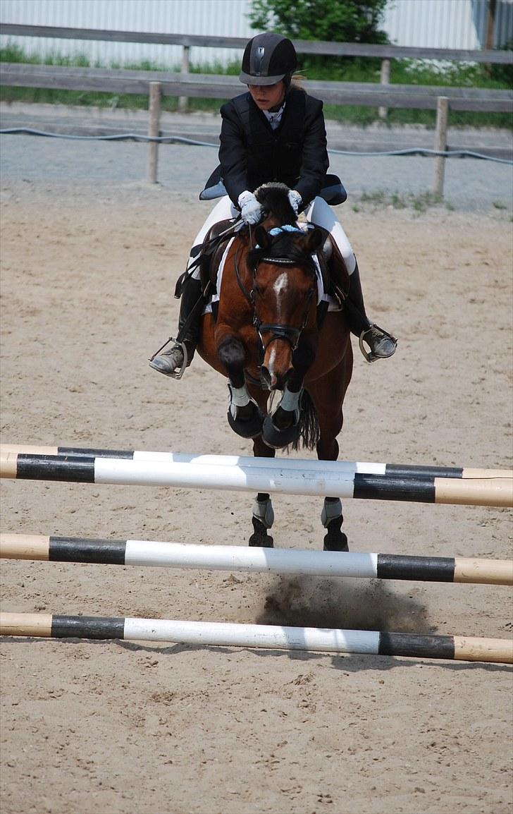 Hollandsk Sportspony lady solgt -  :´) billede 14