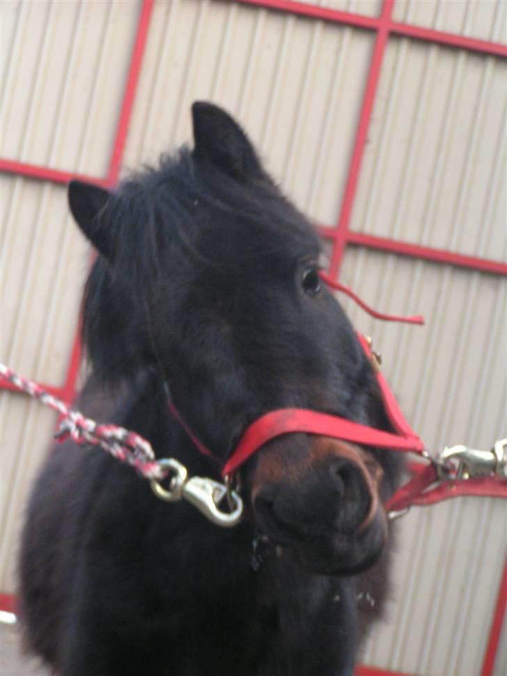 Dartmoor Anc-Neu Eri  - Hun forstod at charme sig ind i vores hjerter billede 2