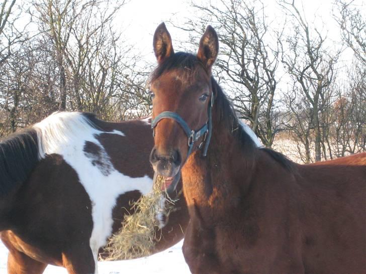 Anden særlig race Nymarksgaards. Armarni billede 9