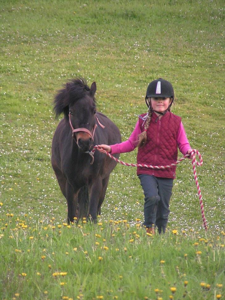 Dartmoor Anc-Neu Eri  - ind efter første dag på sommergræs. billede 3