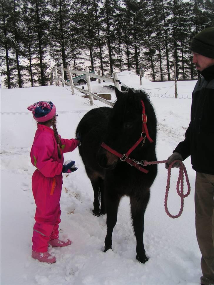 Dartmoor Anc-Neu Eri  - Så fik vi endelig Anc- Neu Eri hjem billede 5