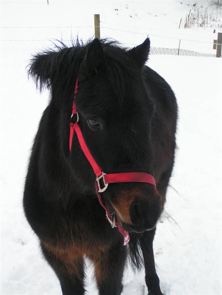 Dartmoor Anc-Neu Eri  - Hun kom på fold billede 6