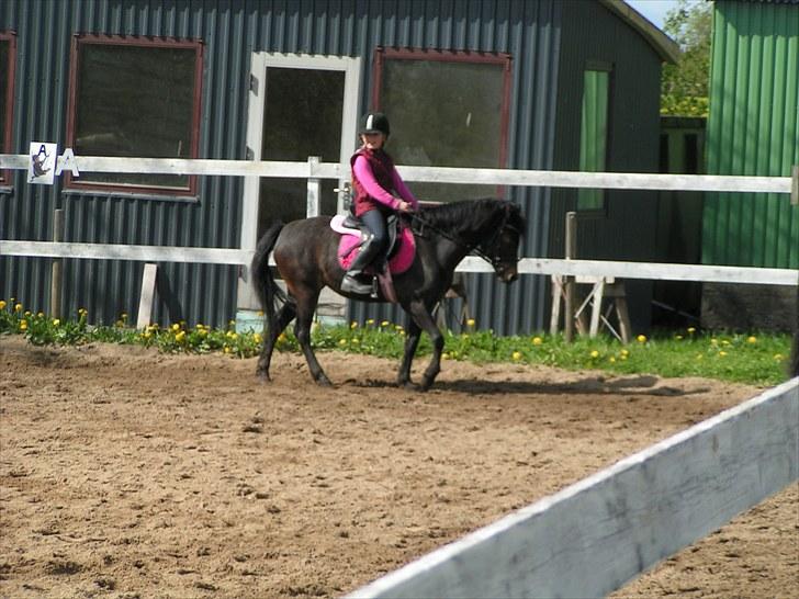 Dartmoor Anc-Neu Eri  - De hygger sig billede 8