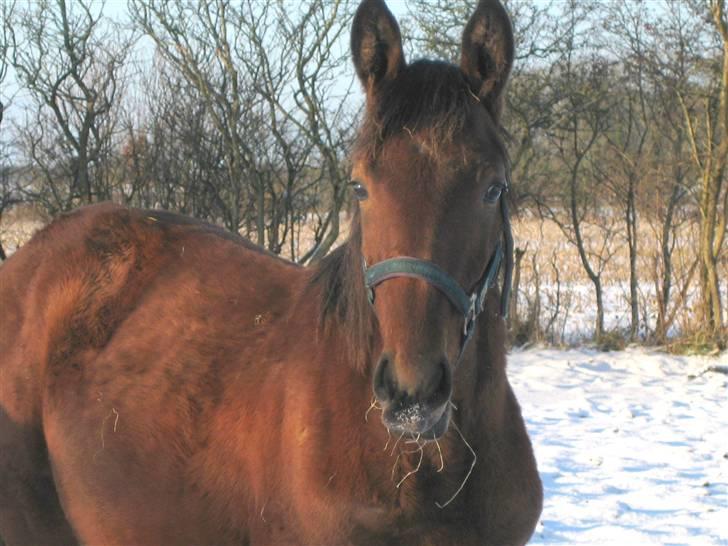 Anden særlig race Nymarksgaards. Armarni billede 11