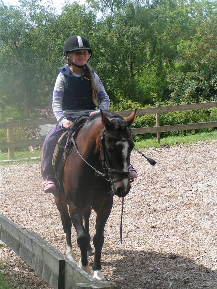 Welsh Pony af Cob-type (sec C) Fanny - Første tur på Fanny billede 2