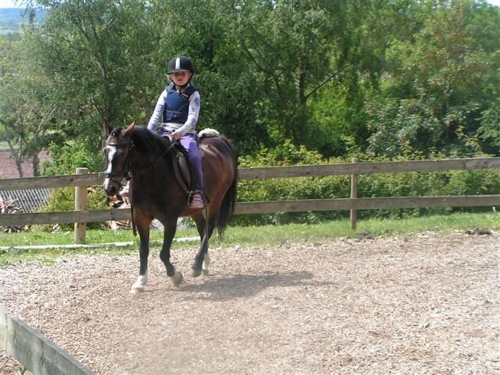 Welsh Pony af Cob-type (sec C) Fanny - Det gik godt billede 3