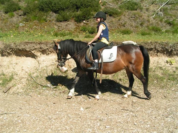Welsh Pony af Cob-type (sec C) Fanny - Sara og Fanny på banen i Tindbæk billede 4