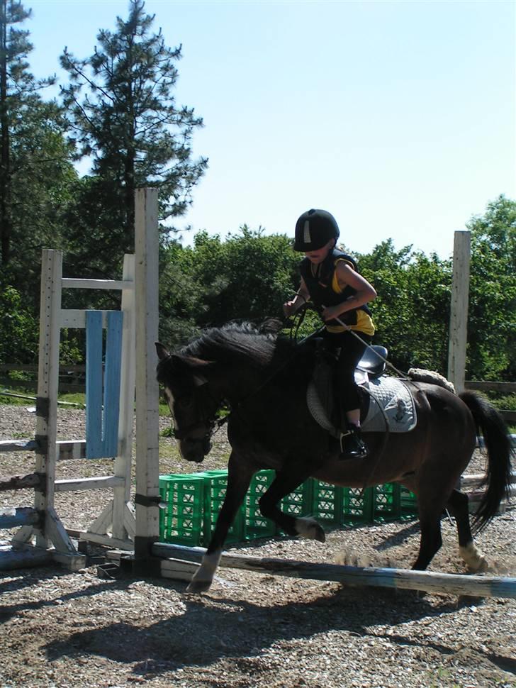 Welsh Pony af Cob-type (sec C) Fanny - Så prøver de at springe billede 5