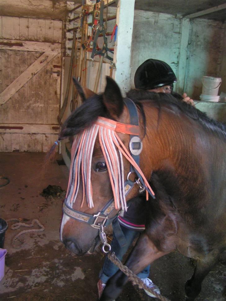Welsh Pony af Cob-type (sec C) Fanny - Vi nusser billede 6