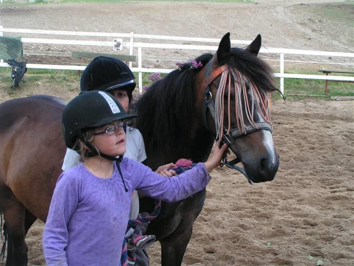 Welsh Pony af Cob-type (sec C) Fanny - Og vi mønstre billede 7