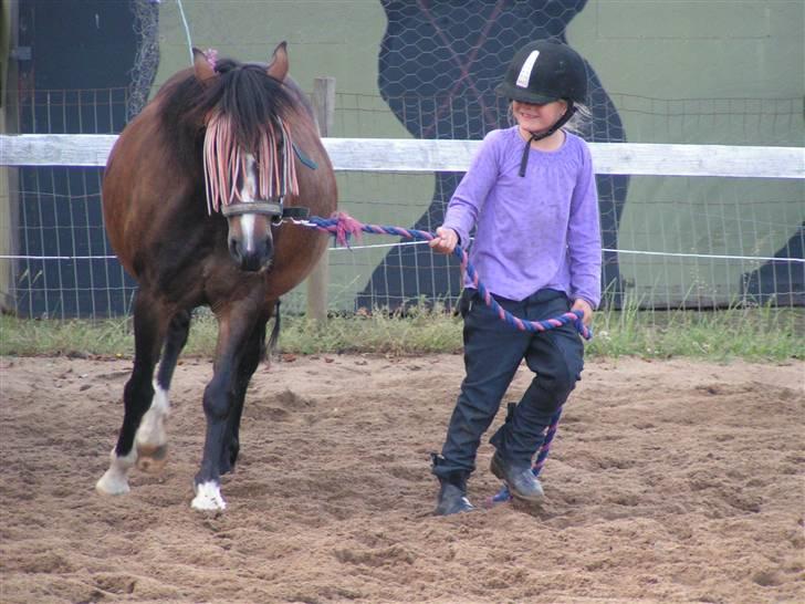 Welsh Pony af Cob-type (sec C) Fanny - Og trækker en tur billede 8