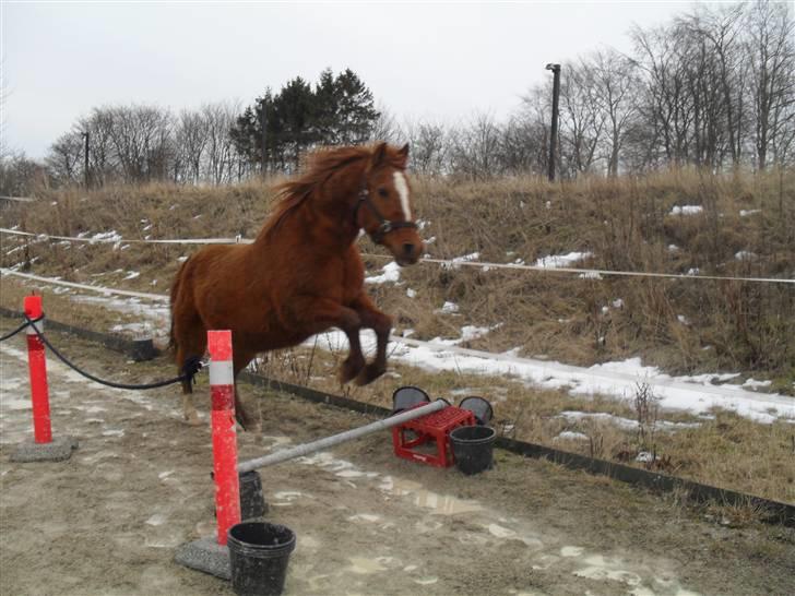 Anden særlig race /Araber Kasmir DØD billede 11