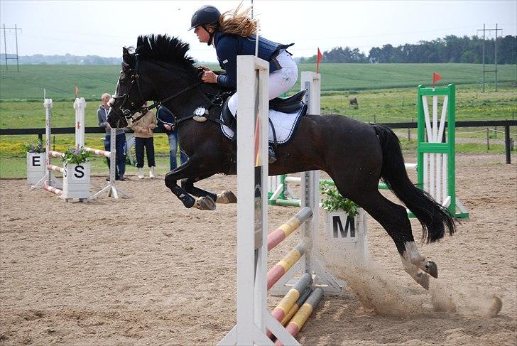 Irsk Sportspony MB Lady Star - RIP  - "Jeg vil springe høøøøøøøøøøøøøøøøjere mor!" skøre skid<33 billede 17