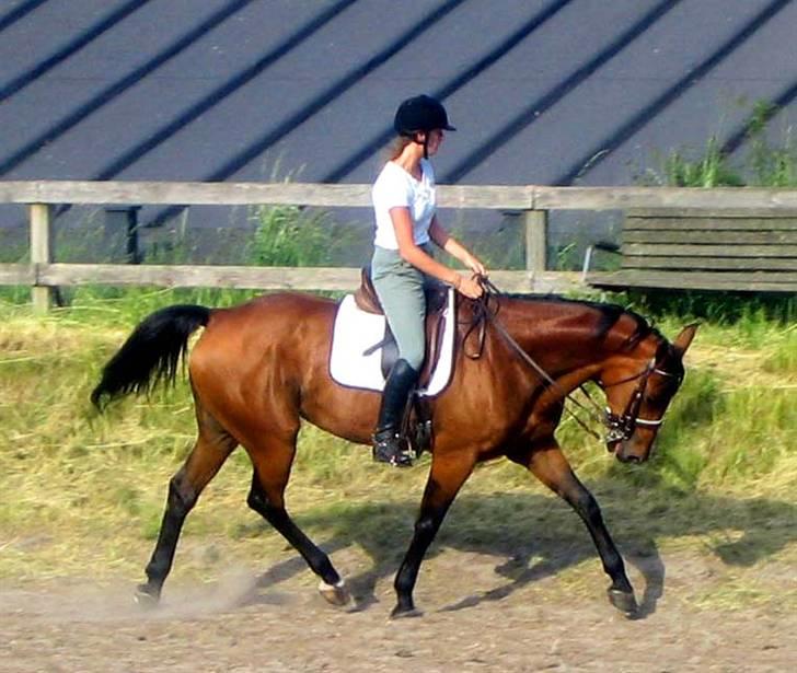 Dansk Varmblod Winka - Emilie og Winka rider dressur :) billede 12