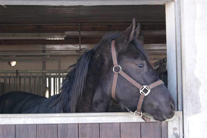 DSP Moonjam´s Classic Touch billede 9