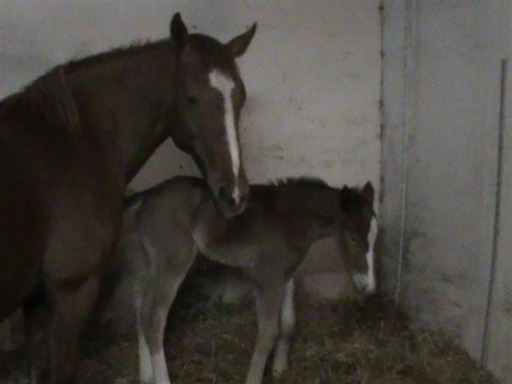 Anden særlig race Cassiopeia billede 4