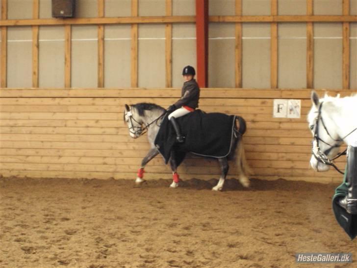 Welsh Pony af Cob-type (sec C) Faithful's Shakira<3 - så er det lidt opvarmning:-D billede 1