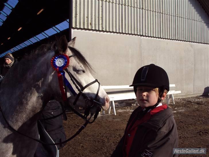 Welsh Pony af Cob-type (sec C) Faithful's Shakira<3 - kig nu kizzer:D billede 3