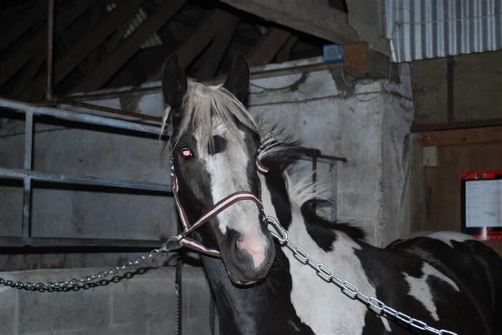 Pinto Stald Nino`s Spot Light billede 6
