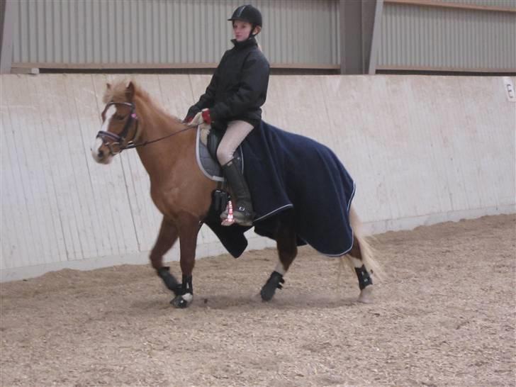 DSP Moonjams´s Symfoni - smuk smukkere SMUKKEST billede 3