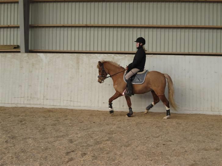 DSP Moonjams´s Symfoni - *suk* du er bare så dejlig<3 billede 4