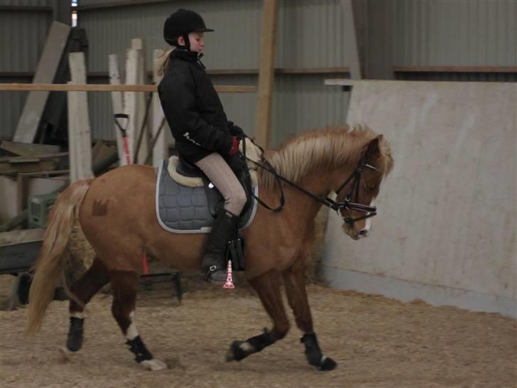 DSP Moonjams´s Symfoni - Symfoni går fint til bidet<3 billede 5