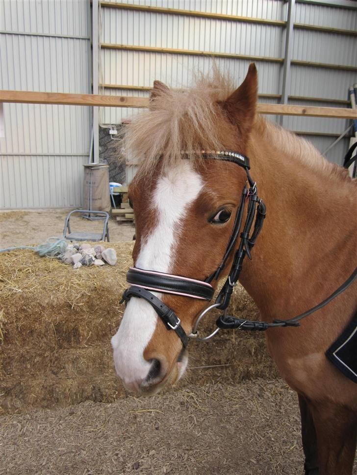 DSP Moonjams´s Symfoni - Er du træt Symfoni?.<3 billede 8