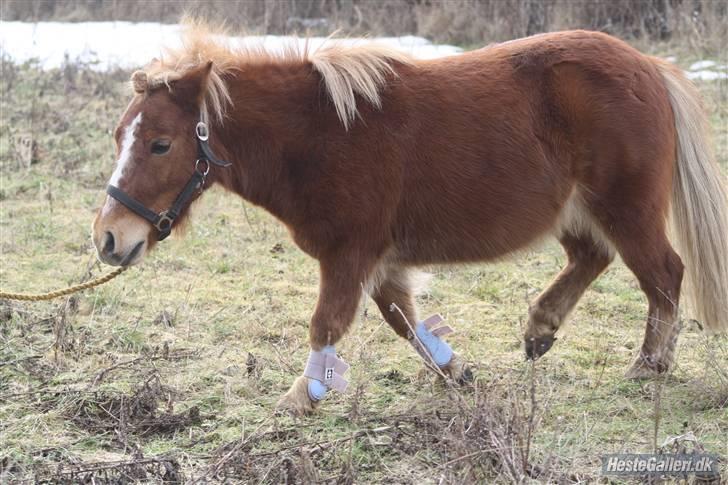 Anden særlig race Bob - bob er ved at være træt lille skat billede 6