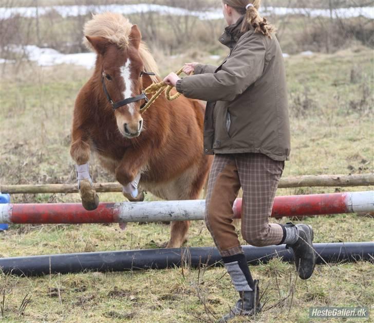 Anden særlig race Bob - spring skath billede 7