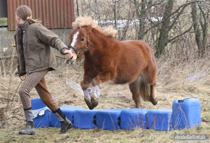 Anden særlig race Bob - springer tønner  billede 8