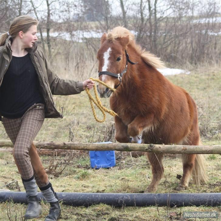 Anden særlig race Bob - spring skath billede 9