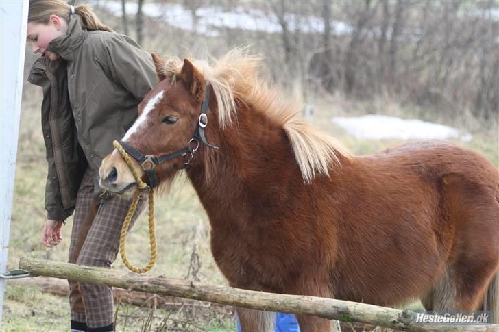 Anden særlig race Bob - er ved at sætte springende op til bob den lille spring hest elsker dig billede 10