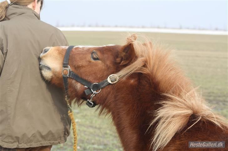 Anden særlig race Bob - Nusser LILLE Bob billede 11