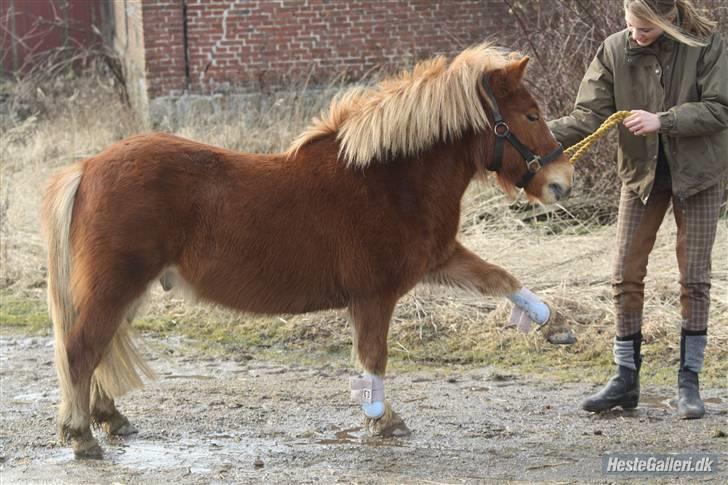 Anden særlig race Bob - spansk  skridt elsker dig bob billede 12