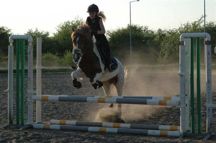 Anden særlig race Painted Beauty | - #6 Beauty springer med tidl. ejer billede 6