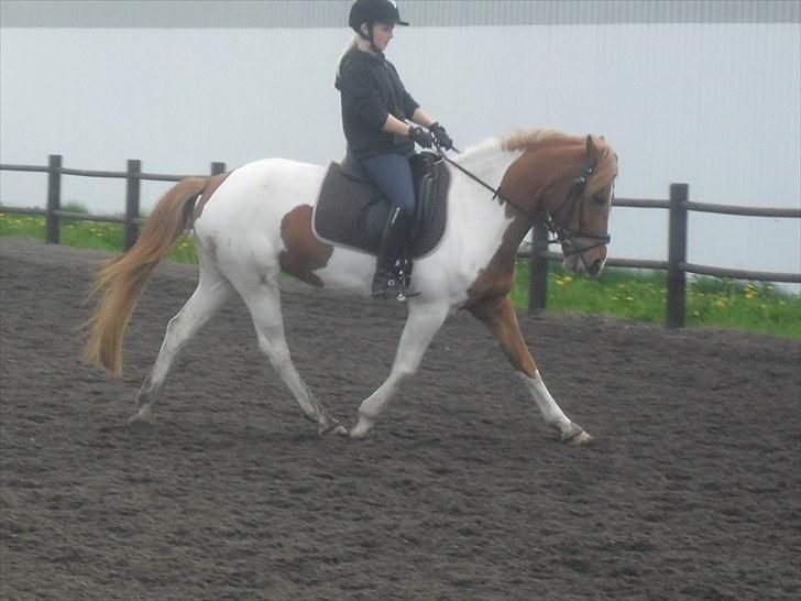 Anden særlig race Painted Beauty | - #8 Lidt dressur d. 17/5-10 :-) billede 8