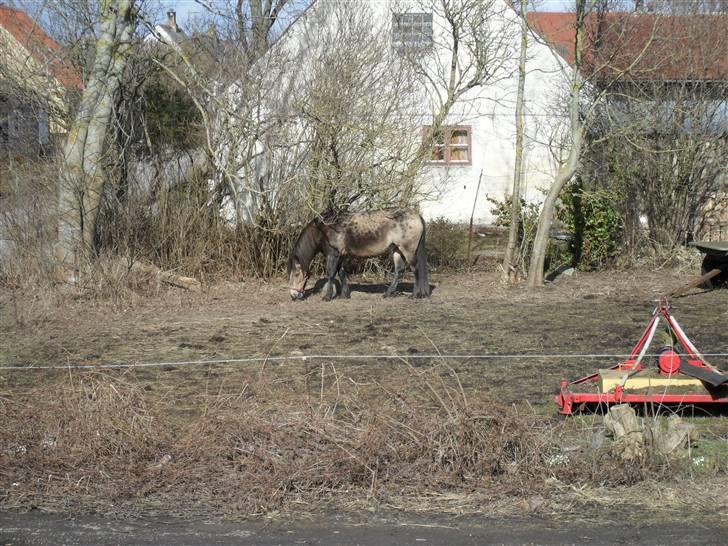 Connemara smilla<33 billede 20