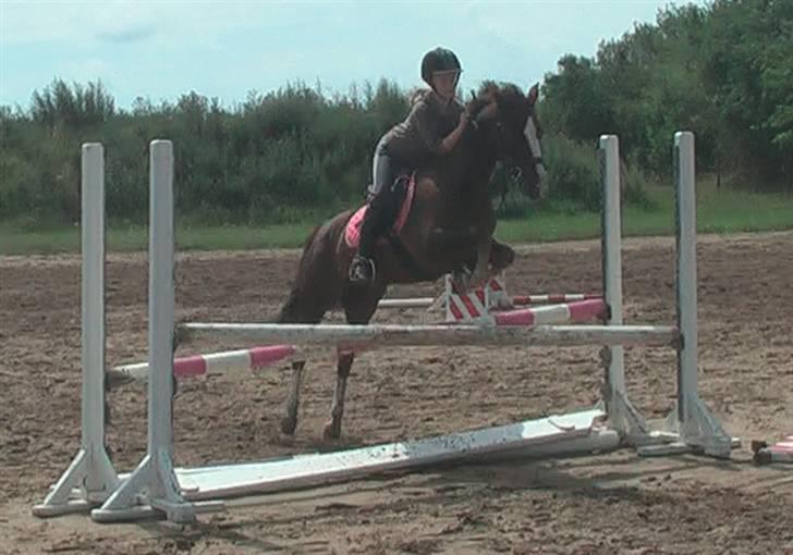 New Forest Marvin billede 10