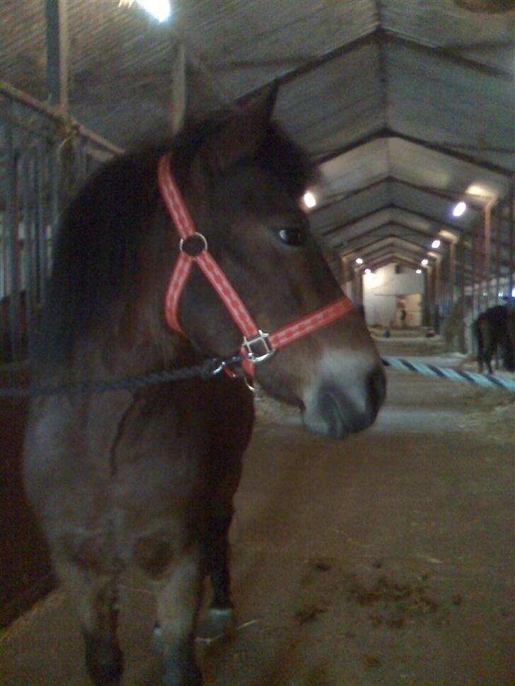 New Forest Tanholts Mamba - mamba med sin nye røde grime billede 14