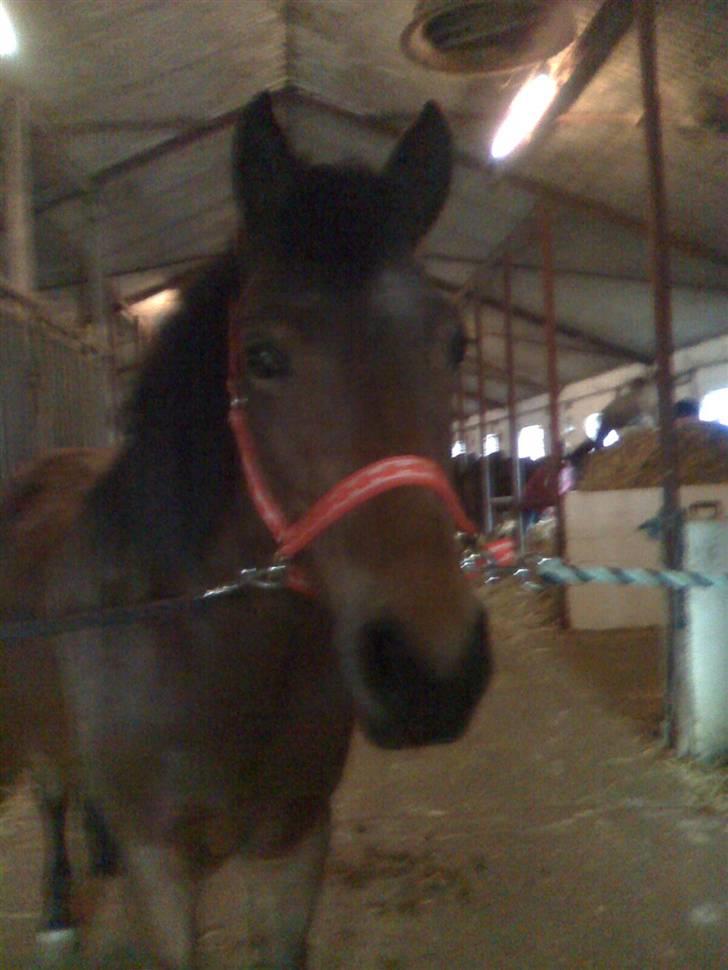 New Forest Tanholts Mamba billede 15