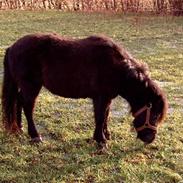 Shetlænder Josefine er solgt