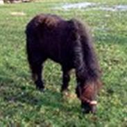 Shetlænder Josefine er solgt