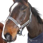 Dansk Varmblod Vestervangs Canto (solgt)