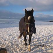 Dansk Varmblod Vestervangs Canto (solgt)