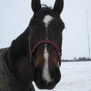 Dansk Varmblod Vestervangs Canto (solgt)