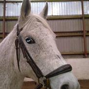 Arabisk fuldblod (OX) Zijana