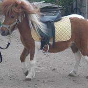 Shetlænder Marquis (Lånepony)