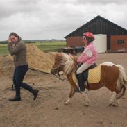 Shetlænder Marquis (Lånepony)