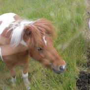 Shetlænder Marquis (Lånepony)