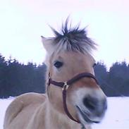 Fjordhest Juliane*solgt* /;